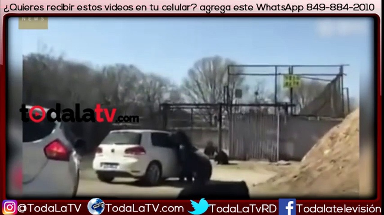 Osos atacan auto de turista cuando un niño abre ventana en parque de China-Video
