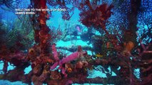 Scuba Diving the James Bond Wrecks in the Bahamas