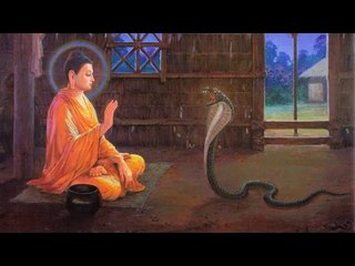 Chuyện khó tin - Thần chú linh nghiêm hàng phục rắn độc, rắn thần