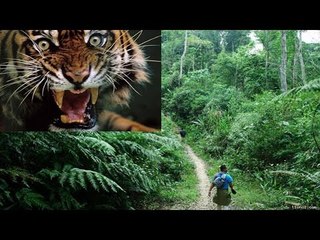 Chuyện lạ Việt Nam - Hổ thần báo oán khiến cả làng bị điên