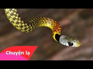 Chuyện lạ thế giới - Những chuyện lạ ít biết về loài rắn