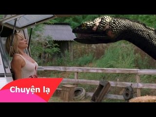 Top 7 phim kinh dị rùng rợn về loài rắn khổng lồ