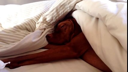 Cette chienne est comme nous tous, il déteste le réveil matinal