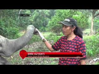 Pemeriksaan Gajah Bengkulu - NET5
