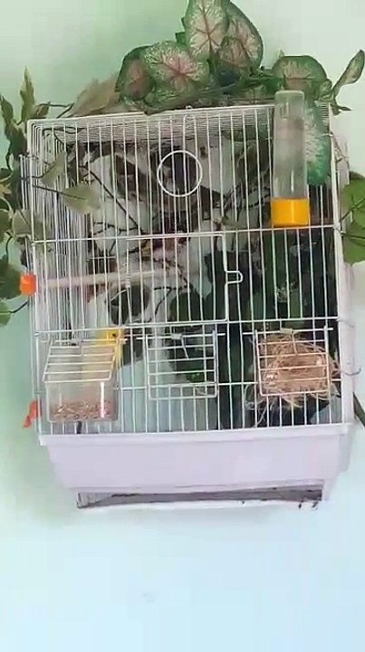 Magnifique Couple Chardonneret Mâle et femelle canari زوج رائع حسون ذكر أنثى كناري de : Azzdin Ove