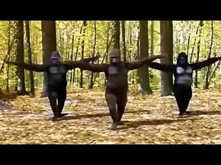 singe qui danse sur aronchupa i m an albatraoz1