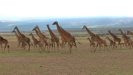 dag 9: Ngorongoro CA - Serengeti NP - 20/11/16
