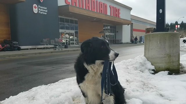 Un chien fait ses courses au supermarché