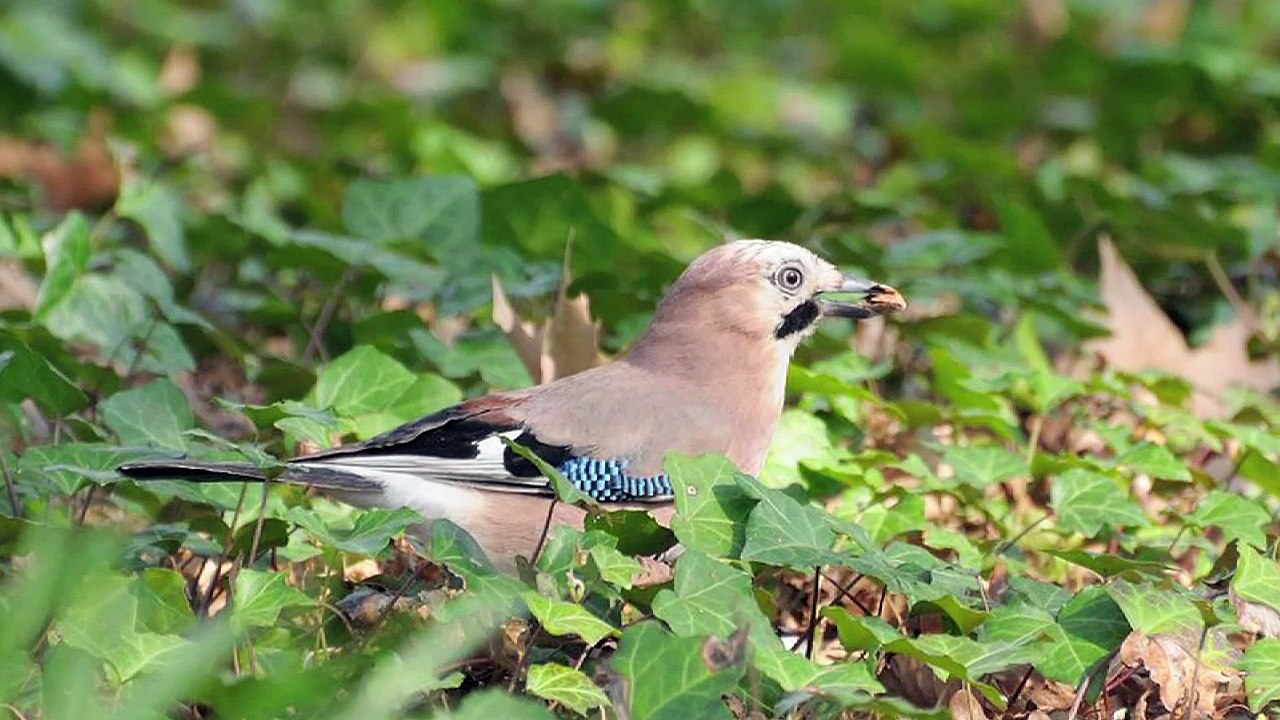 Artificialisation du territoire & biodiversité en Île-de-France - Interview Marc Barra
