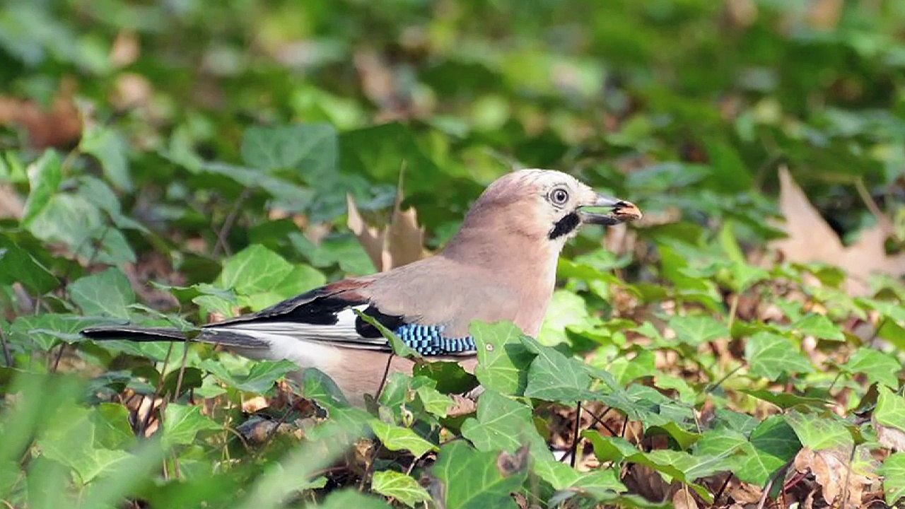 Artificialisation du territoire & biodiversité en Île-de-France - Interview Alice Colsaet