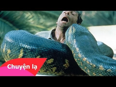 Chuyện lạ khó tin - Chuyện dựng tóc gáy về rắn khổng lồ