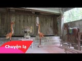 Chuyện lạ Việt Nam - Tục thờ thần rắn cụt đuôi và chuyện cầu mưa kỳ lạ