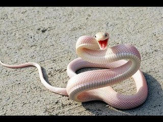 Chuyện lạ có thật - Những con vật "lạc loài" nổi bật giữa thiên nhiên