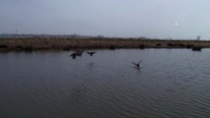 Ipsalalı Avcılar Doğaya Ördek Bıraktı