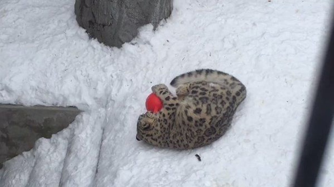 Une panthère des neiges joue avec une balle
