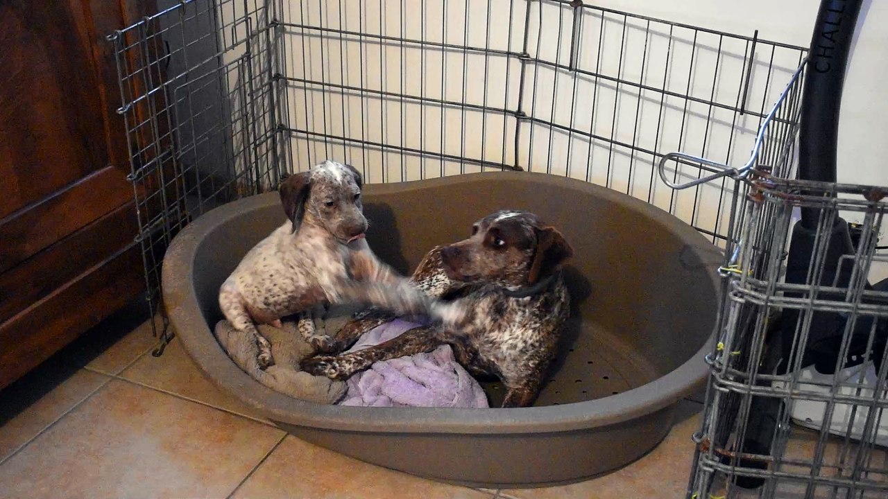 Braque du Bourbonnais, Marshall et Lindt jouent.