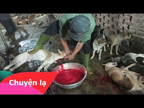 Chuyện nhân quả - Quả báo của việc ăn thịt chó