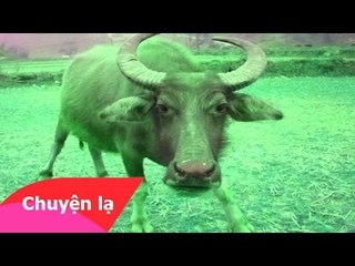 Sự thật chuyện trâu điên tái kiếp về làng báo oán ở Đồng Tháp