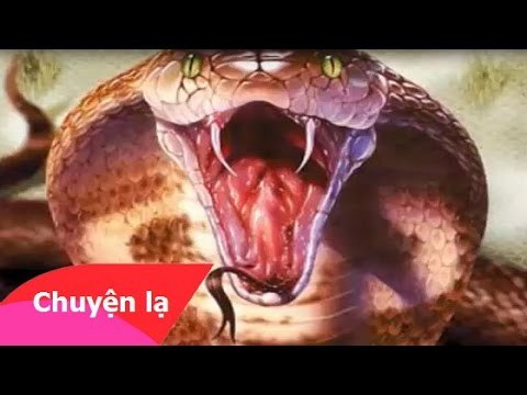 Chuyện nhân quả - Rắn thần báo oán cha săn rắn con chịu hậu quả