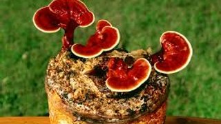 114.  Ganoderma Lucidum or Reishi - A very useful fungus, called Of the eternal youth ....