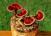 114.  Ganoderma Lucidum or Reishi - A very useful fungus, called Of the eternal youth ....