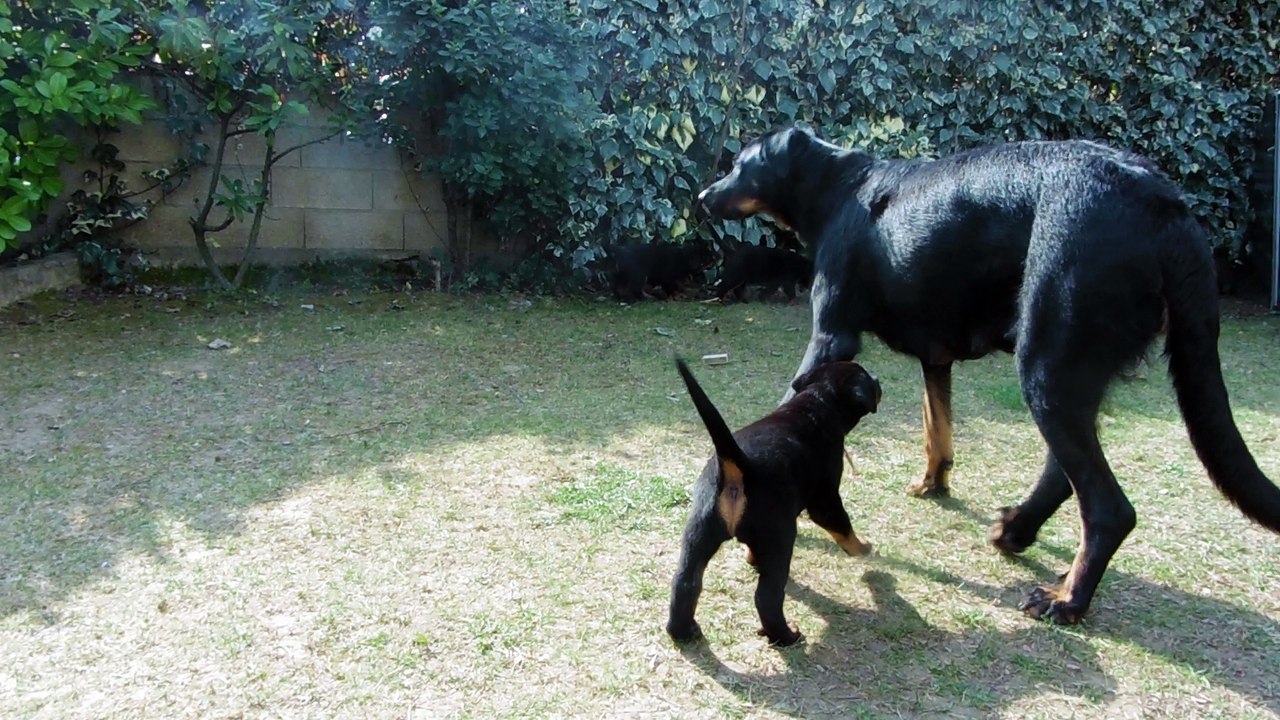 nova cherche maman