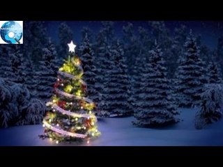 Hé lộ sự thật ít người biết về cây thông Noel đang xuất hiện ở khắp nơi trên thế giới