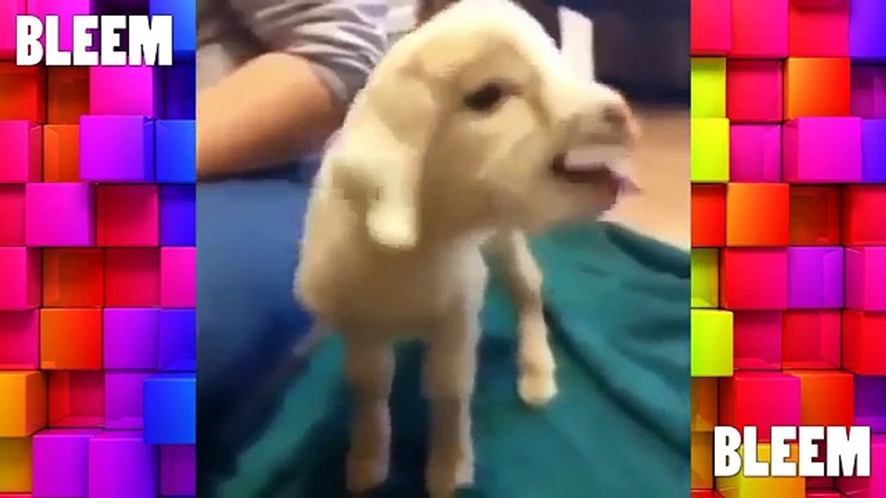 Try not to Laugh or Grin for Kids - NO SWEARING NO BAD WORDS