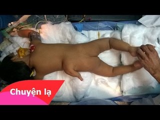 Chuyện khó tin - Cá mập không chồng mà có con