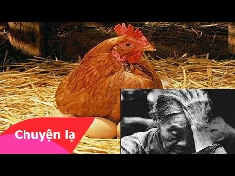 Chuyện lạ có thật - Mẹ đầu thai làm Gà bị con trai làm thịt cúng giỗ mẹ