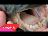 Chuyện khó tin - Phát hiện loài cá chuyên ăn của quý của đàn ông