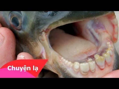 Chuyện khó tin - Phát hiện loài cá chuyên ăn của quý của đàn ông