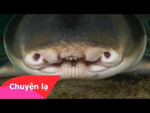 Chuyện lạ thế giới - Những loài động vật kỳ dị còn tồn tại trên thế giới