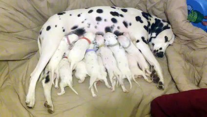Dalmatian mom nurses 11 hungry puppies