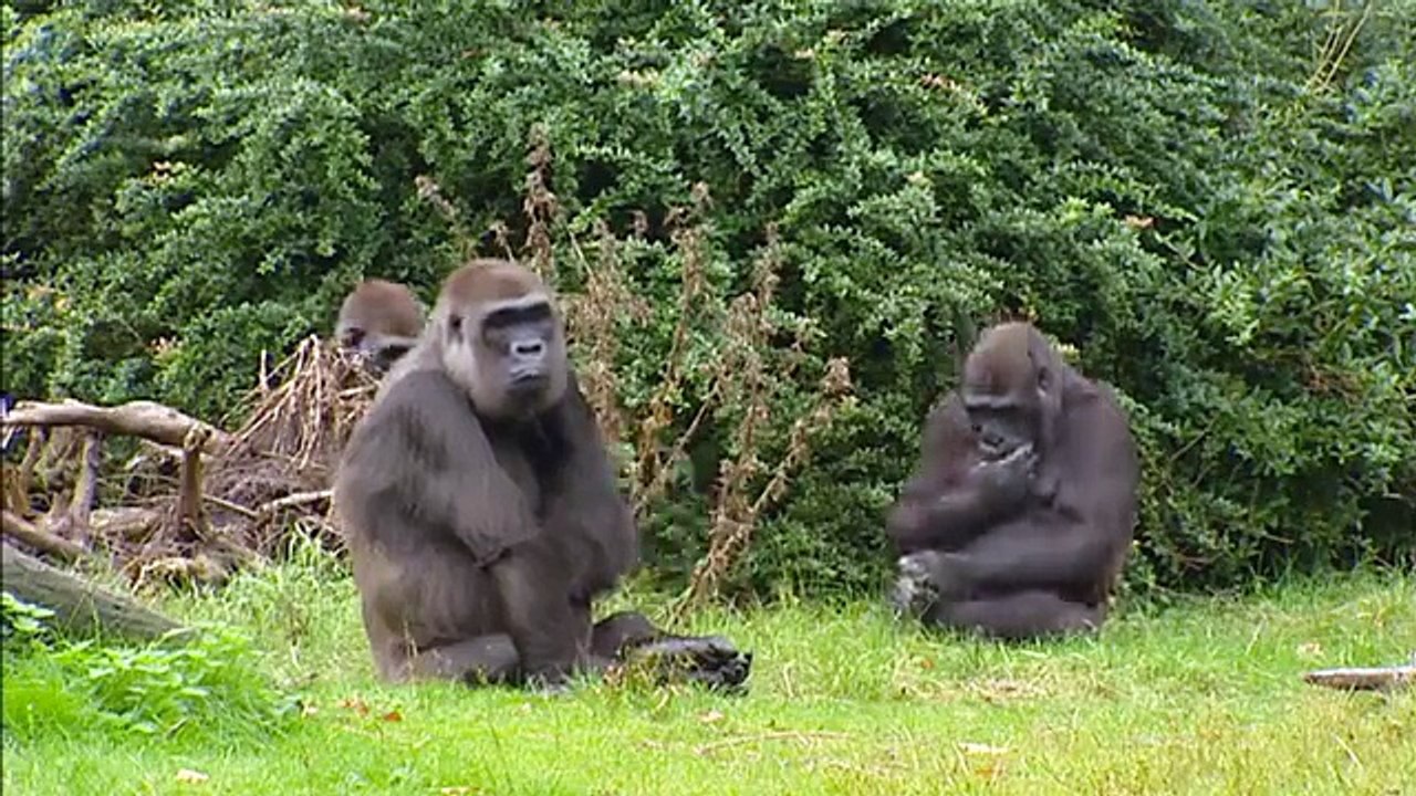 Frozen Elsa Face Swap! w/ Spiderman, Pink Spidergirl, Anna, Cinderella, Joker, Catwoman &