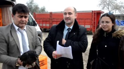 Soma Ziraat Odası'ndan Yumurta Tavuğu Hizmeti