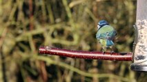 Bird Perched cLIP