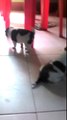 Cute puppy kissing. This is just too cute. Puppy love! #Cute ..