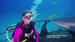 Bahamas Shark Feeding Frenzy on the Ray of Hope Shipwreck