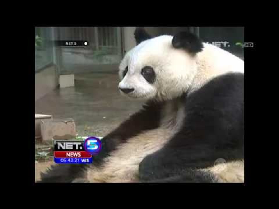 Perayaan Ulang Tahun Seekor Panda Raksasa Tertua di Dunia Asal Cina - NET5