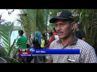 Kemunculan Buaya Liar di Sungai Bodo, Kebumen - NET24