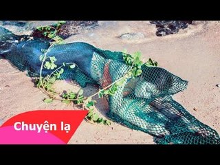 Chuyện lạ Việt Nam - Sự thật về "nàng tiên cá" 48 kg ở Quảng Nam