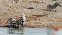 Un zèbre tente de tuer un bébé !