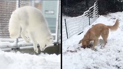 Lovable Animals Enjoy A 'Snow Day'