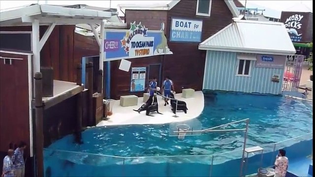 DES OTARIES JOUENT AU VOLLEY