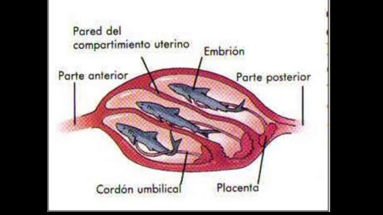 Tiburón bironche / Rhizoprionodon longurio