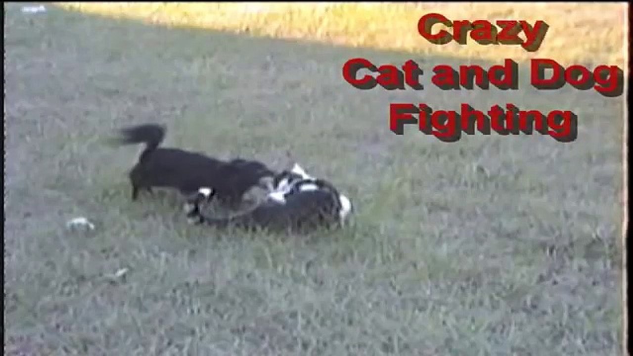 Dog attacks Cat video Dailymotion