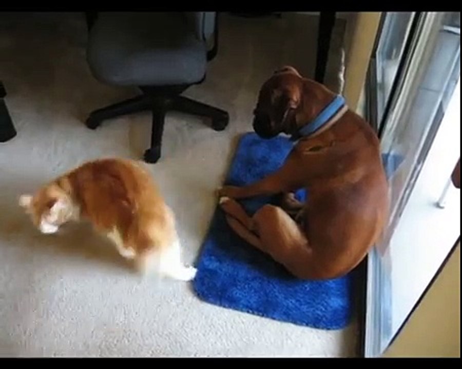 ♦♦ Furious cats attacking dogs ♦♦ -