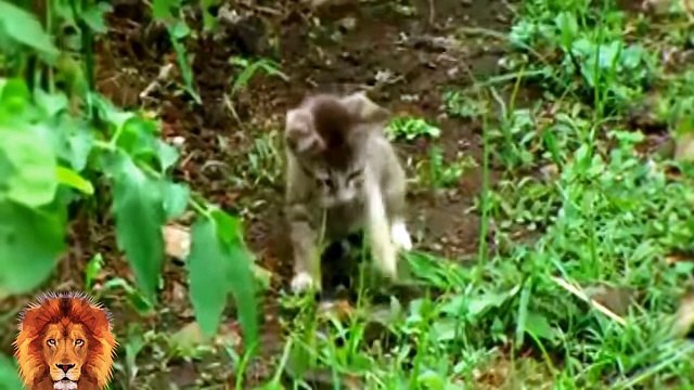 BİG BATTLE - Snake vs cat Real Fight to Death - Snake, Cat, Cobra -