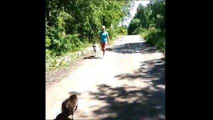 Cat ATTACKING Dog that make us laugh !!! Cat & Dog Funny Compilation -